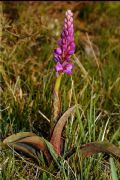 Orchis mascula subsp. tenera